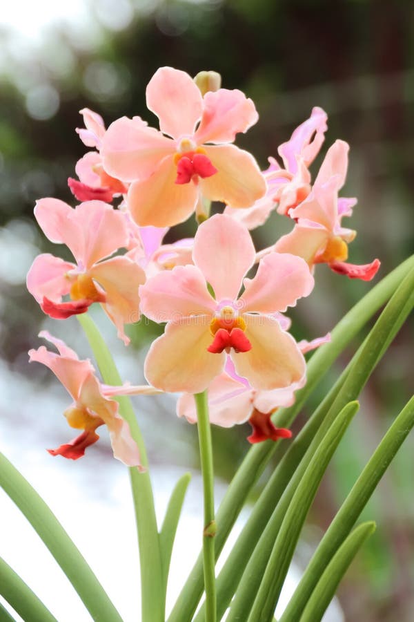Orchidea rosa alta chiusa nel giardino fotografie stock libere da diritti Orchidea rosa alta chiusa nel giardino fotografie stock libere da diritti