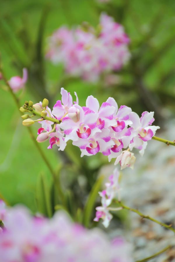 Orchidea rosa e bianca alta chiusa nel giardino immagini stock Orchidea rosa e bianca alta chiusa nel giardino immagini stock