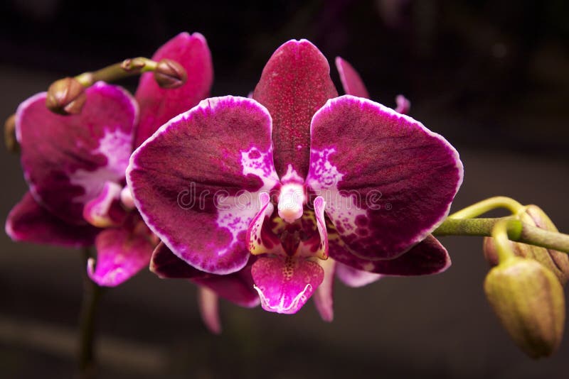 Orchidee Artificiali Phalaenopsis - 6 Pezzi Alte 69cm In Seta Per Decorazione - Foto 4