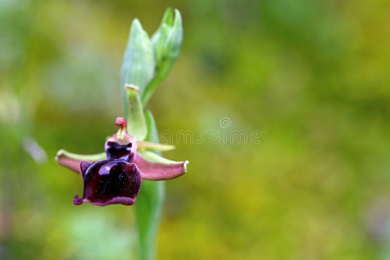 orchidea w dzikim obrazy royalty free orchidea w dzikim obrazy royalty free