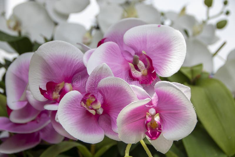 orchidee zdjęcia stock orchidee zdjęcia stock
