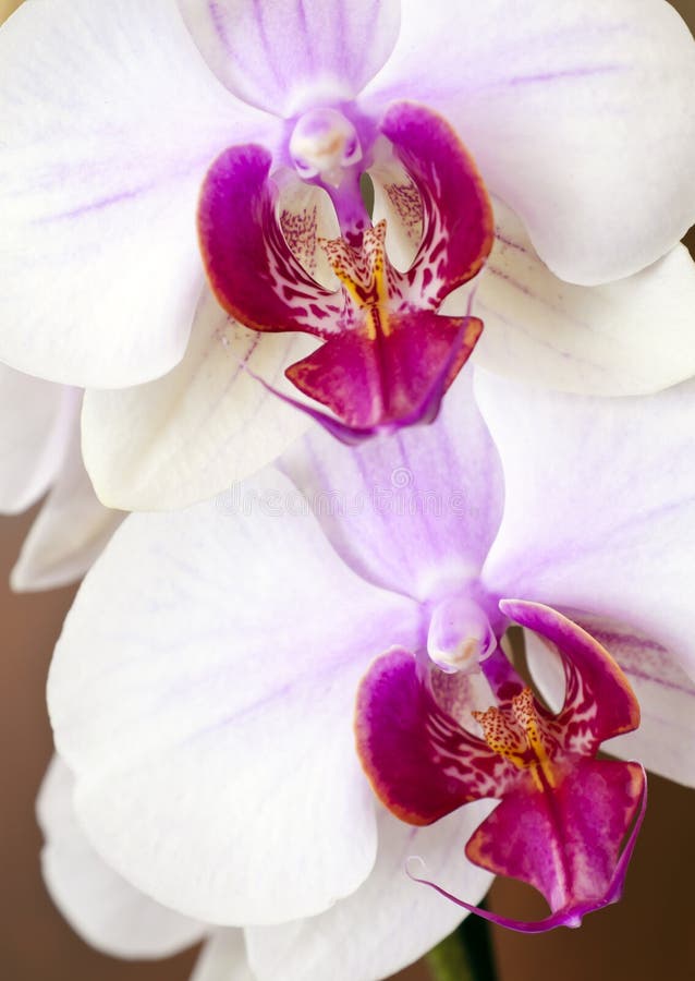 Orchidee stock fotografie Orchidee stock fotografie