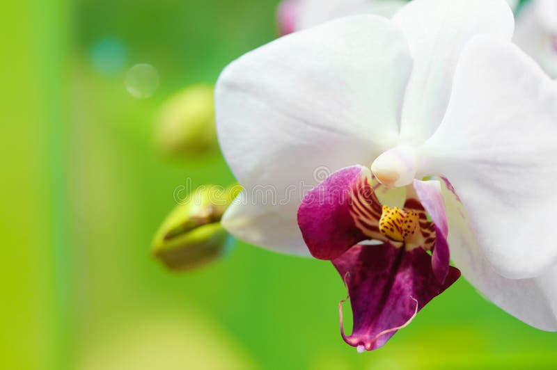 Beautiful white orchid on a green background. Beautiful white orchid on a green background