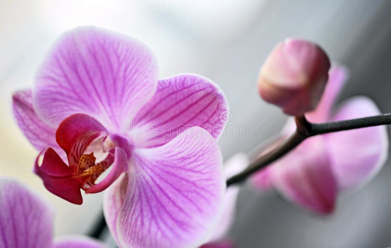 Close up with pink orchid. Close up with pink orchid