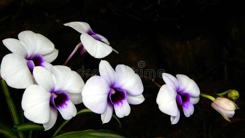 orchidee obraz stock orchidee obraz stock