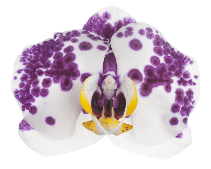 Orchidee stock afbeeldingen Orchidee stock afbeeldingen