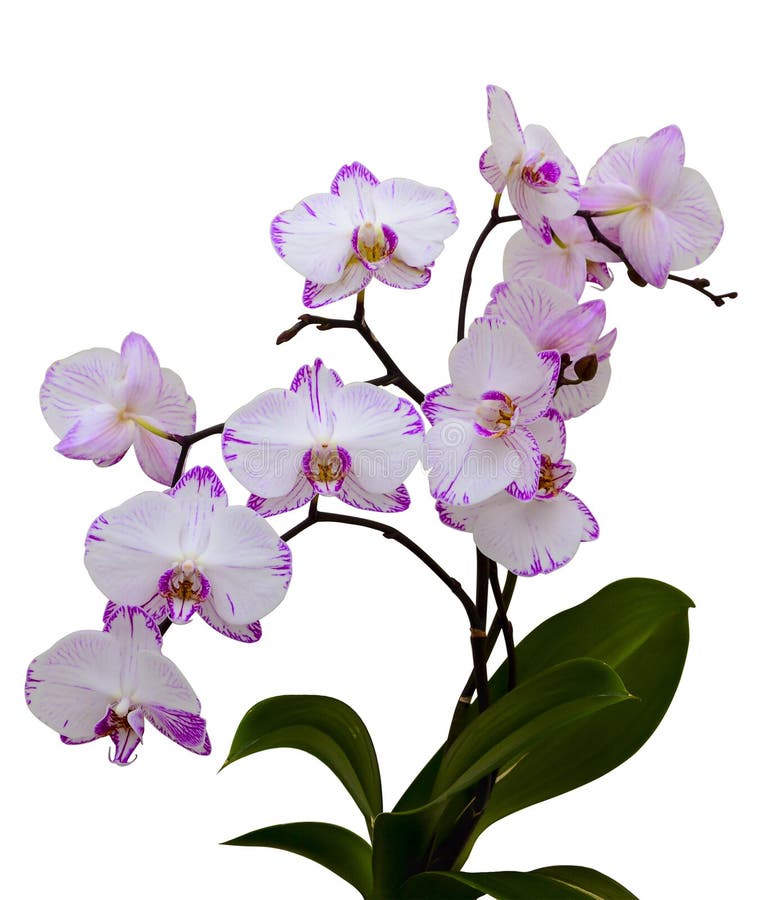 Orchidee auf einem weißen Hintergrund stockfotos Orchidee auf einem weißen Hintergrund stockfotos