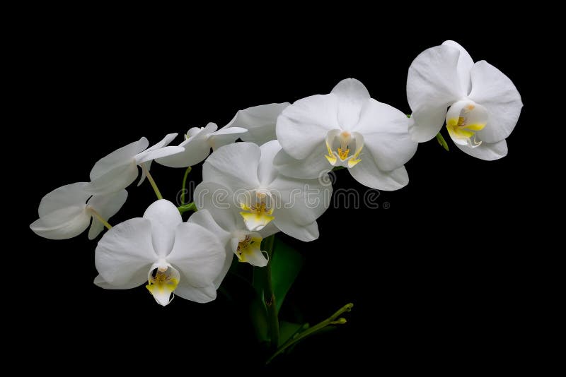 Orchidee bianche di fioritura su un primo piano nero del fondo immagine stock libera da diritti