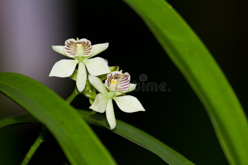 Orchidee di Belize fotografie stock libere da diritti Orchidee di Belize fotografie stock libere da diritti