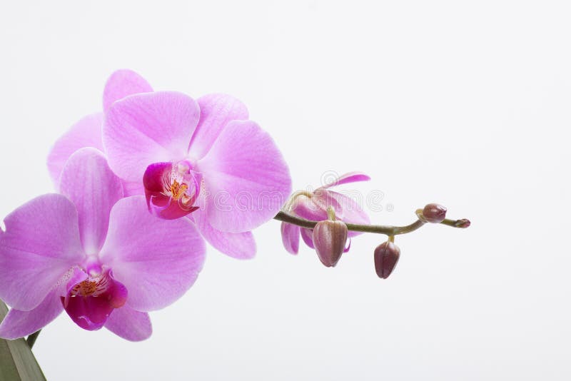 Orchidee, die op wit wordt geïsoleerd stock foto's Orchidee, die op wit wordt geïsoleerd stock foto's