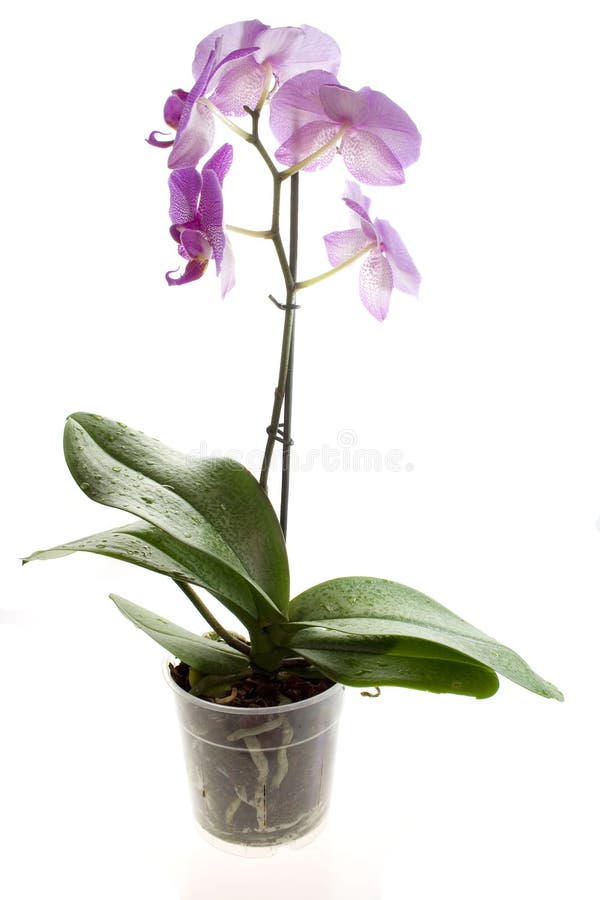 Orchidee isolated on white