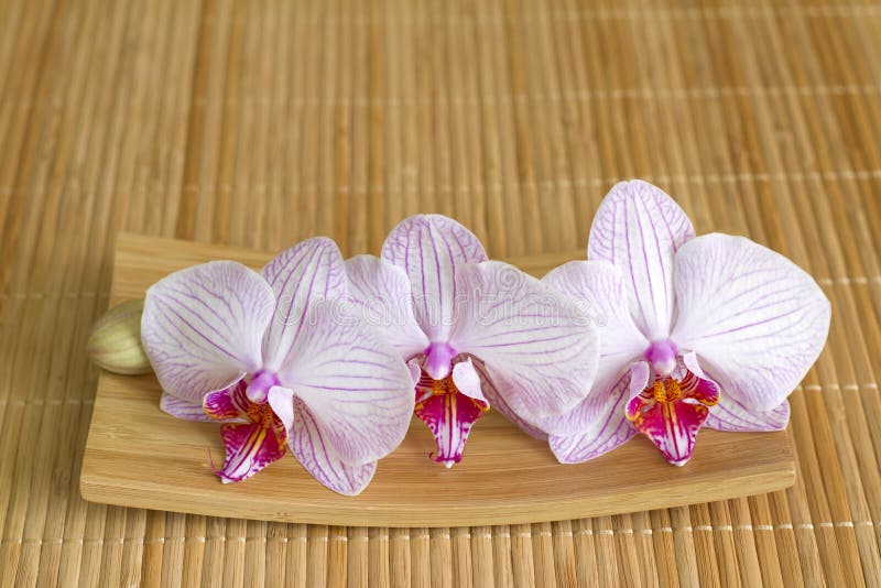 Orchidee na bambusie matują abstrakcjonistycznego azjatykciego karmowego unikalnego pojęcie fotografia stock Orchidee na bambusie matują abstrakcjonistycznego azjatykciego karmowego unikalnego pojęcie fotografia stock