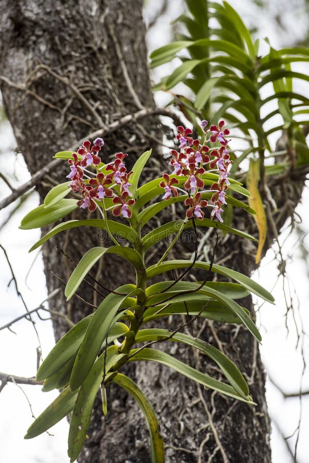 Orchidee selvatiche sull'albero fotografie stock