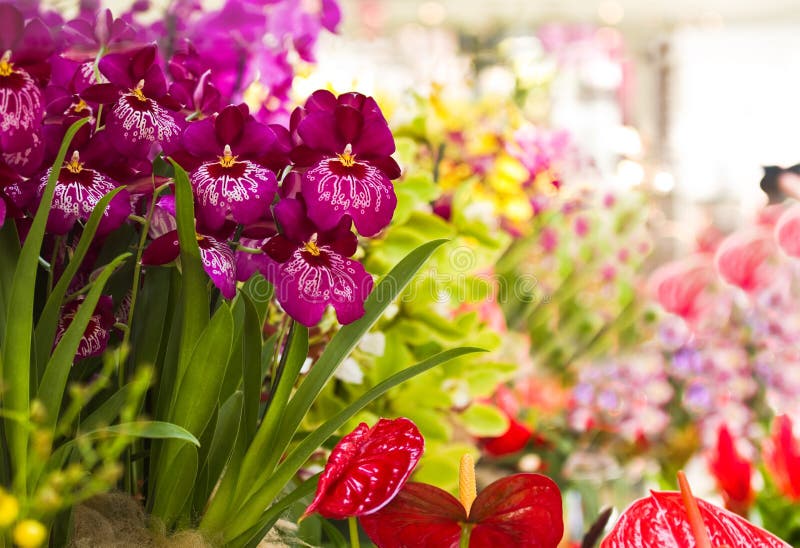 Orchidee und Anthuriumflowers stockfotografie Orchidee und Anthuriumflowers stockfotografie