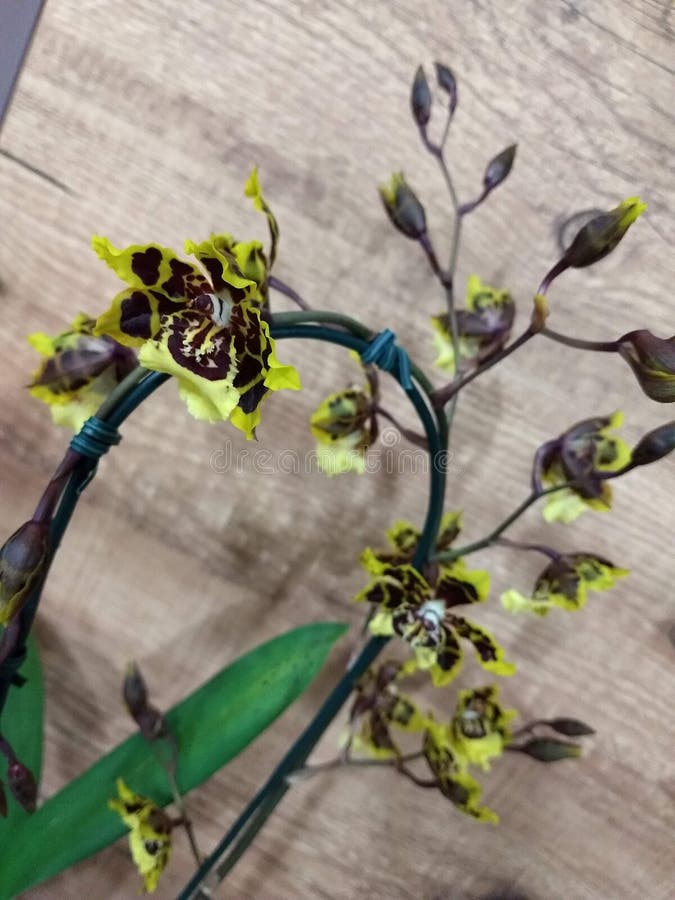 Orchidee żółte i maronowe o skomplikowanych wzorach na płatkach przytwierdzone są do zakrzywionego zielonego łodygi zdjęcie royalty free