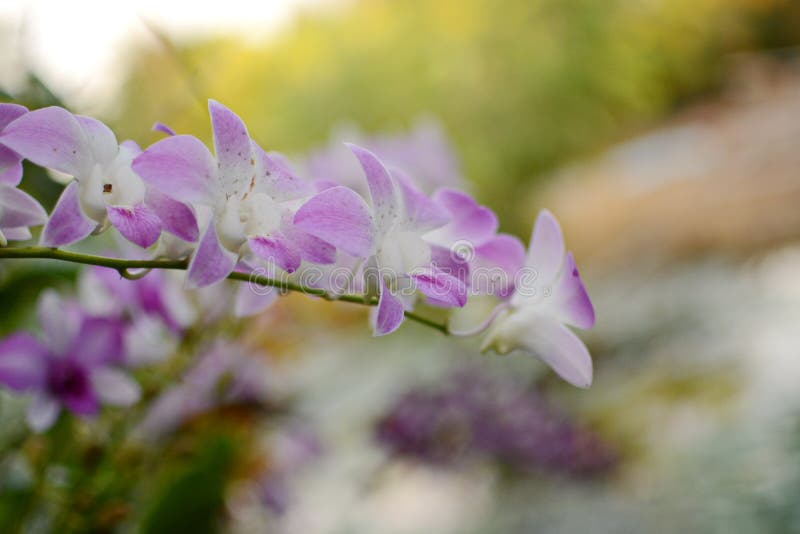Orchideebloem in orchideetuin bij de winter of de lentedag Orchideebloem voor prentbriefkaarschoonheid en landbouwconceptontwerp stock foto's Orchideebloem in orchideetuin bij de winter of de lentedag Orchideebloem voor prentbriefkaarschoonheid en landbouwconceptontwerp stock foto's