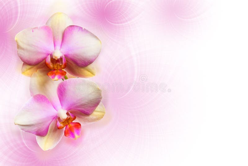 Orchideebloemen royalty-vrije stock foto Orchideebloemen royalty-vrije stock foto