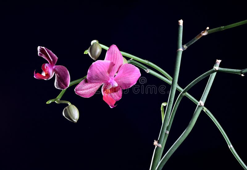 Orchideeblume mit der Knospe am Zweig lizenzfreie stockfotografie Orchideeblume mit der Knospe am Zweig lizenzfreie stockfotografie