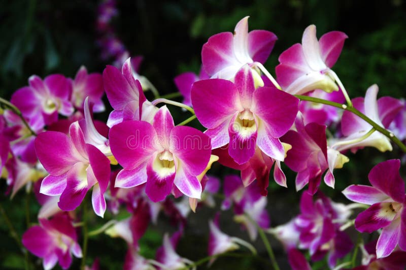 Orchideen lizenzfreies stockbild Orchideen lizenzfreies stockbild