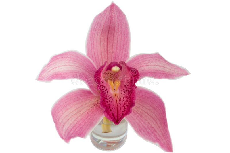 Orchideenglasflasche lokalisiert auf weißem Hintergrund lizenzfreies stockfoto Orchideenglasflasche lokalisiert auf weißem Hintergrund lizenzfreies stockfoto