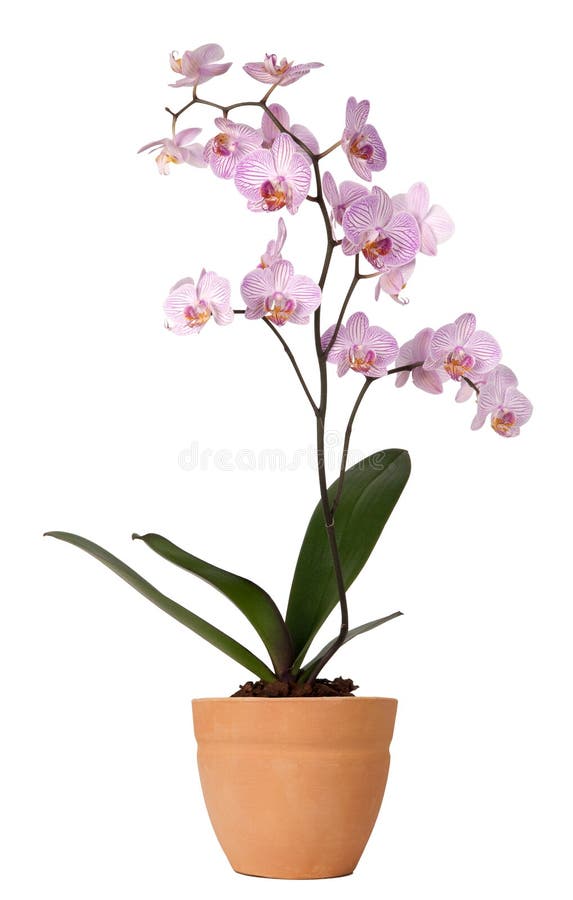 Orchidkruka