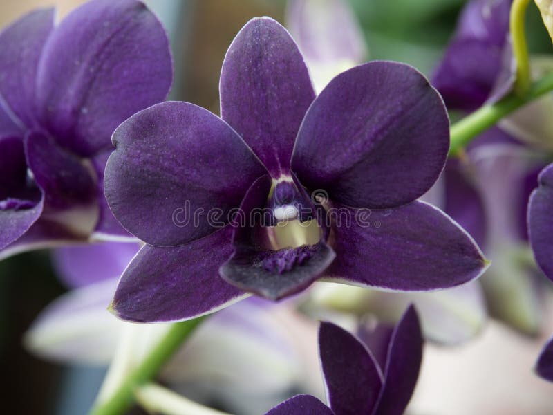 orchids royaltyfri bild orchids royaltyfri bild