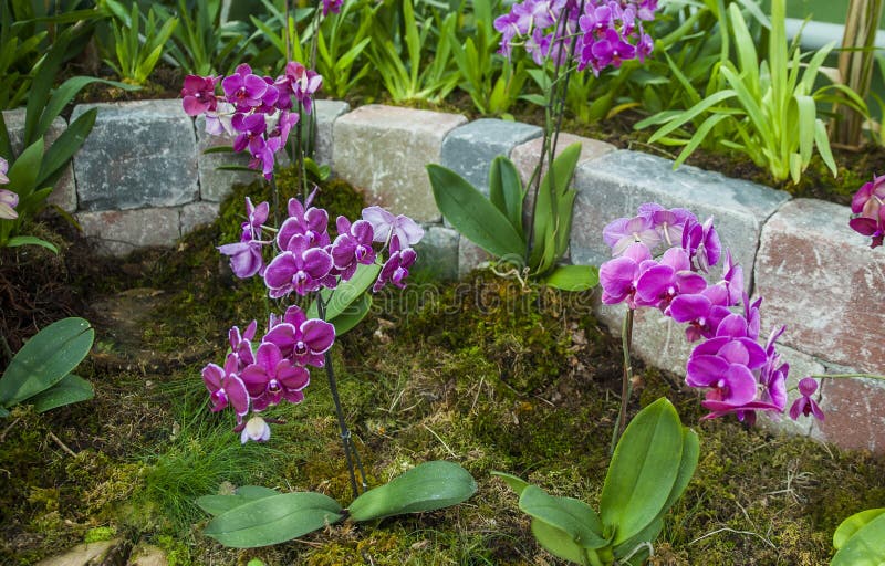 orchids arkivbild orchids arkivbild