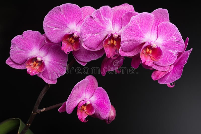 Orchids on black background close-up, purple orchid on black background close up, purple orchid flowers close-up, purple orchid fl