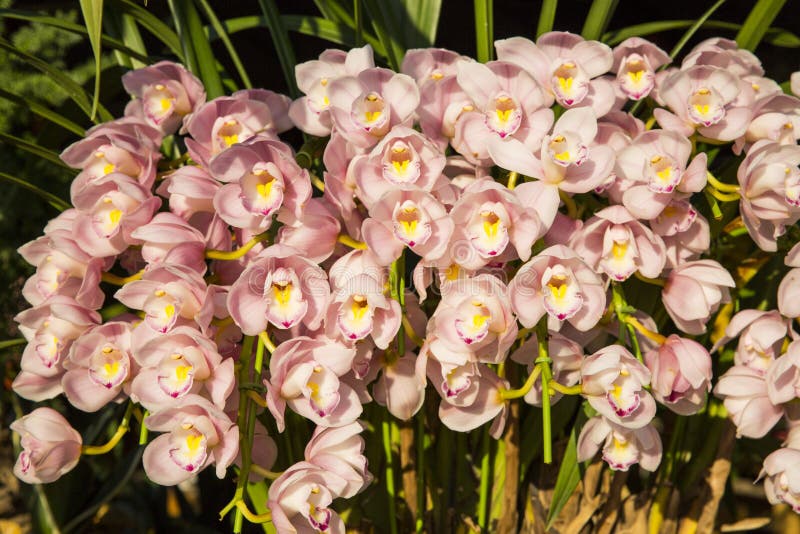 Orchids blossom stock image. Image of aromatherapy, botanic 85527291