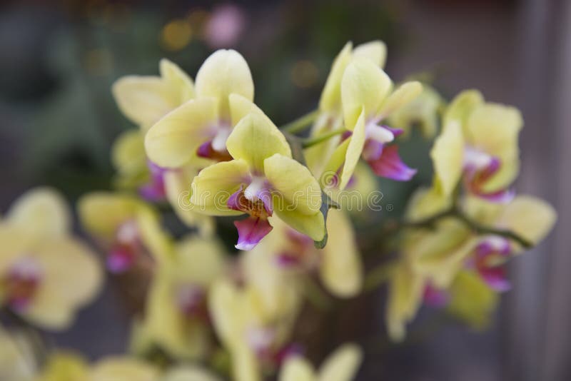 Orchids blossom stock photo. Image of house, aromatherapy 85527340