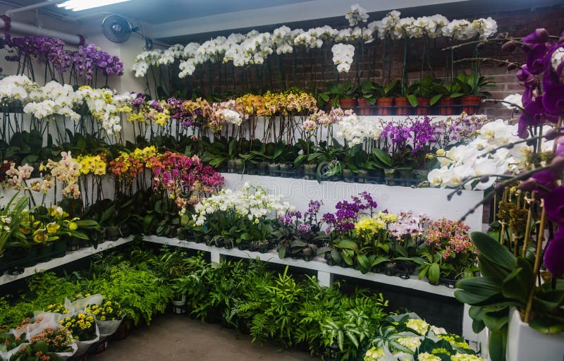 Orchids Chelsea Flower Market New York City Stock Photo