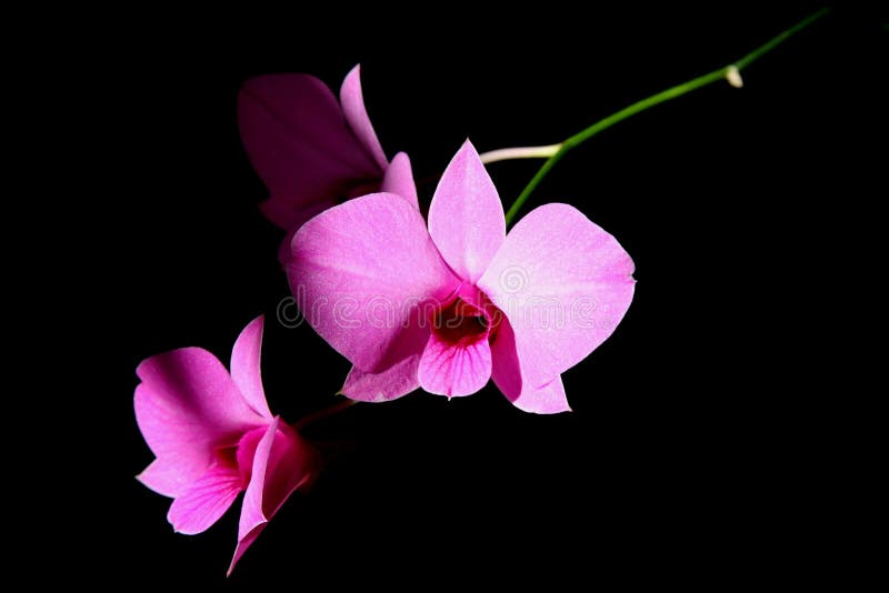 Orchids cor-de-rosa imagens de stock Orchids cor-de-rosa imagens de stock
