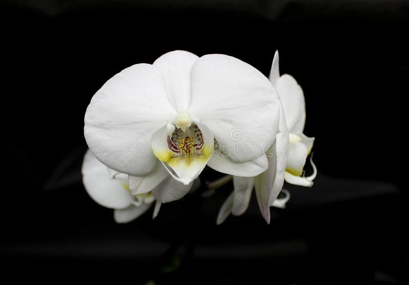 Orchids Flowers Of Rare Varieties Stock Image Image Of