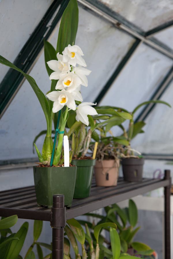 Orchids in Garden Greenhouse Stock Image Image of potted, flora 36898065