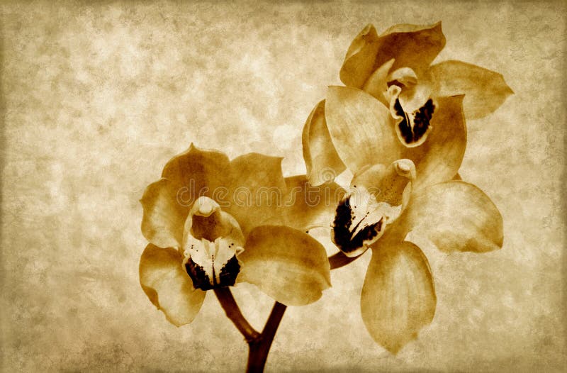 Orchids grunge background