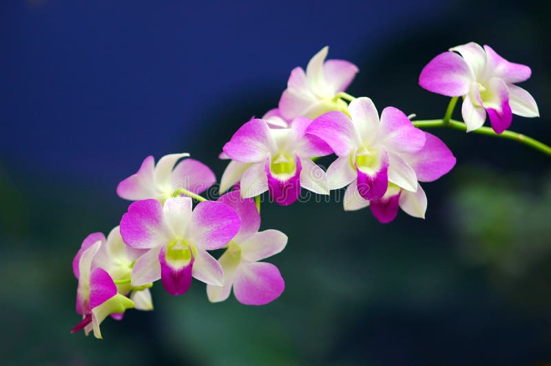 Orchids Sonata. Sonata of beautiful pink orchids royalty free stock photography