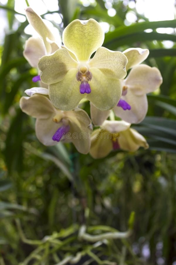 Vandas orchids for sale stock photo. Image of green 149485040