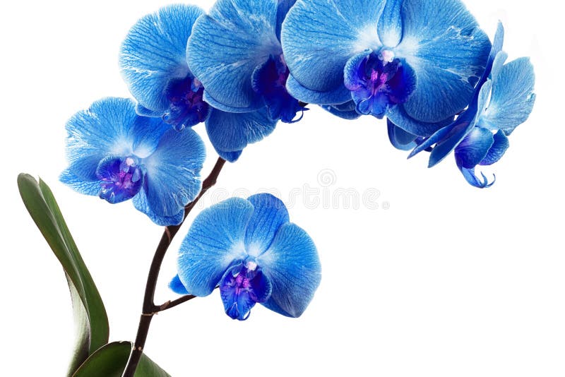 Orchids On White Background Close Up Blue Orchid On White Background