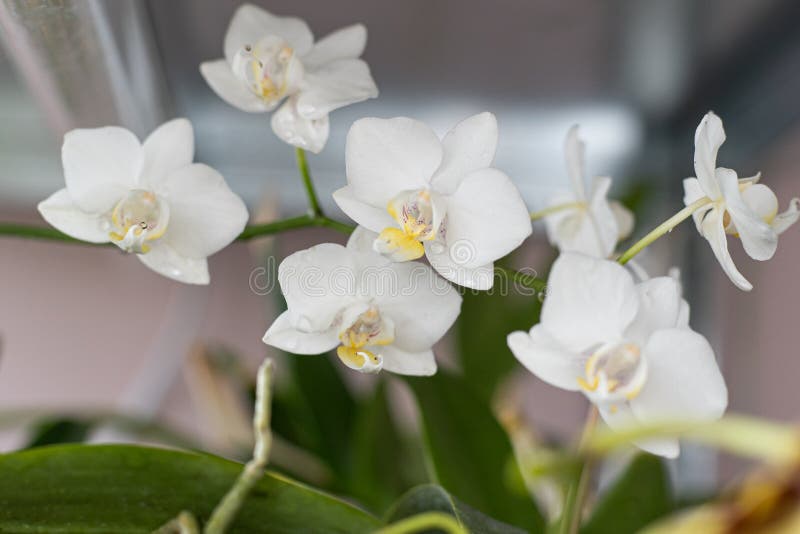 Orchids white buds. Orchid background. Phalaenopsis bud. A branch of flowers. Delicate flower.