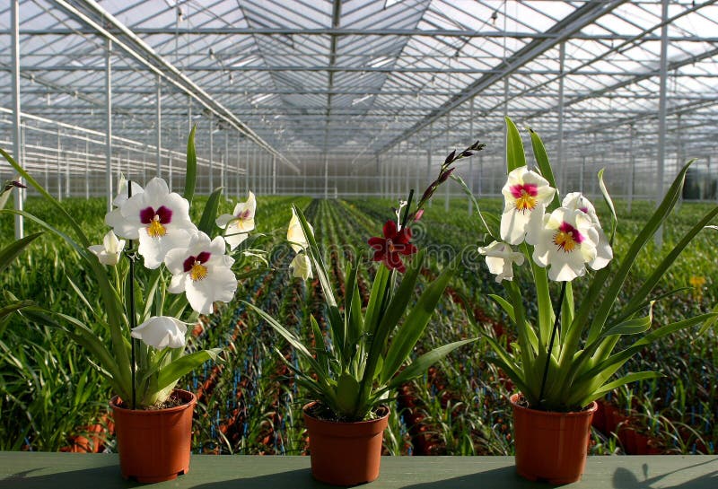 orchids βρεφικών σταθμών φυτό στοκ φωτογραφία orchids βρεφικών σταθμών φυτό στοκ φωτογραφία