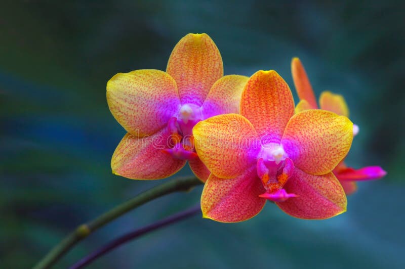 Pair of orchids with natural background. Pair of orchids with natural background