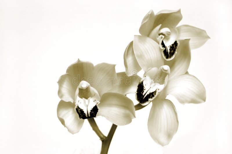 Orchidssepia