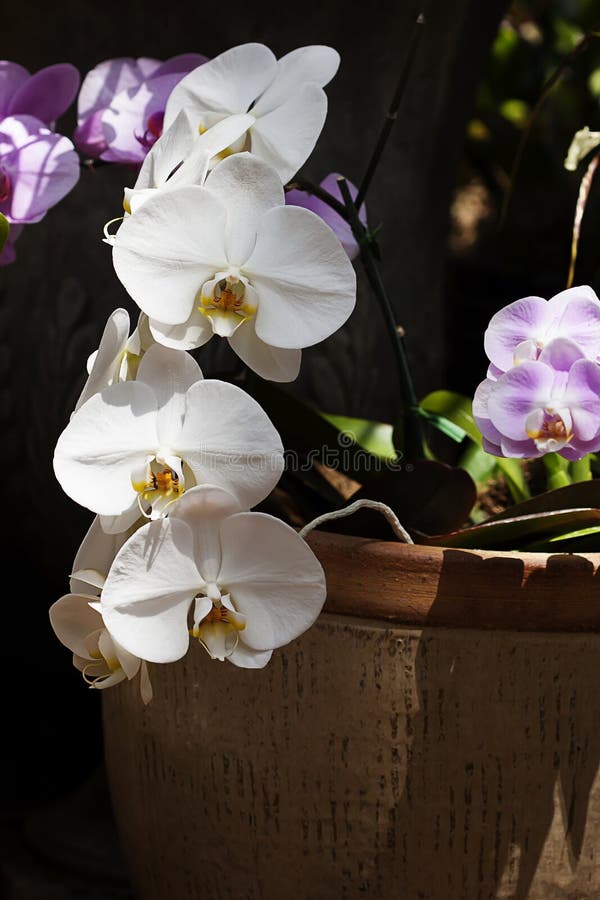 Orchidée blanche de Phalaenopsis photos stock Orchidée blanche de Phalaenopsis photos stock