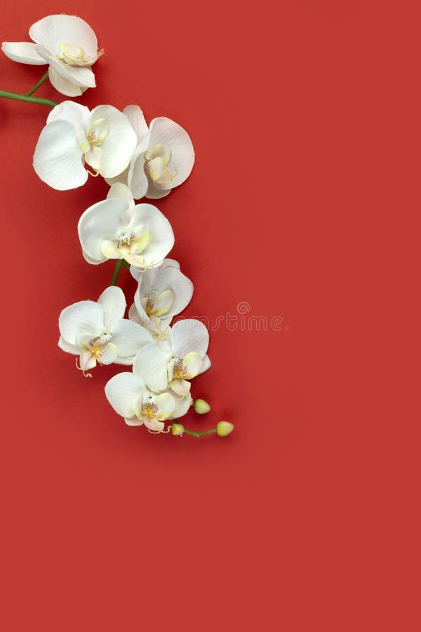 Orchidée blanche orientale chinoise de nouvelle année sur le fond de papier rouge images stock Orchidée blanche orientale chinoise de nouvelle année sur le fond de papier rouge images stock