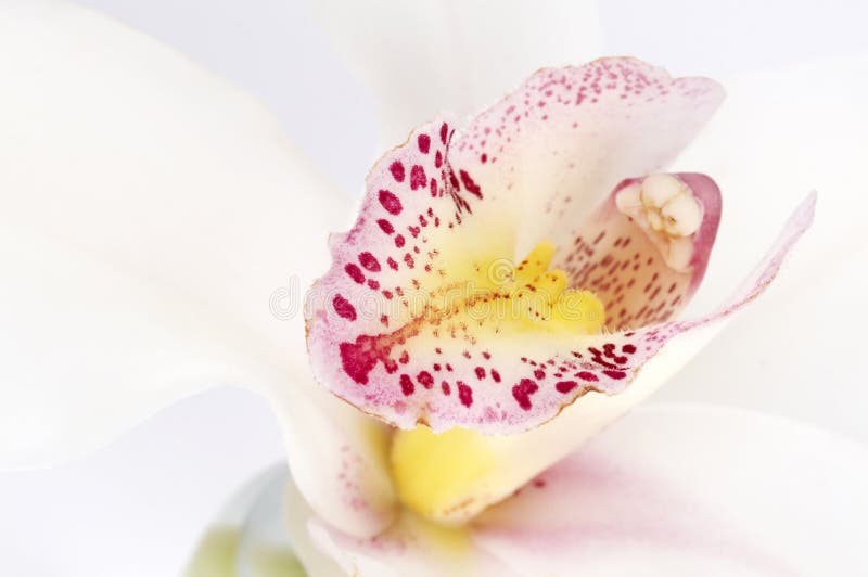 Orchidée blanche délicate photo stock