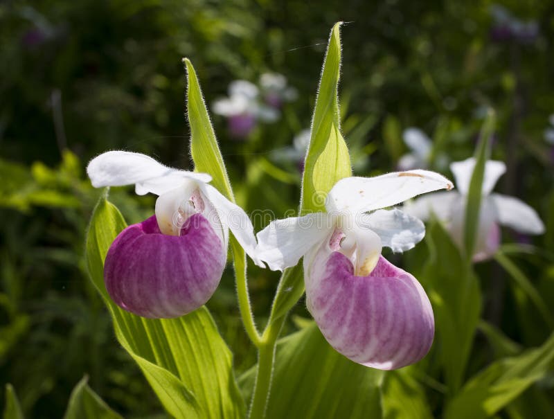 Orchidée de pantoufle de Madame