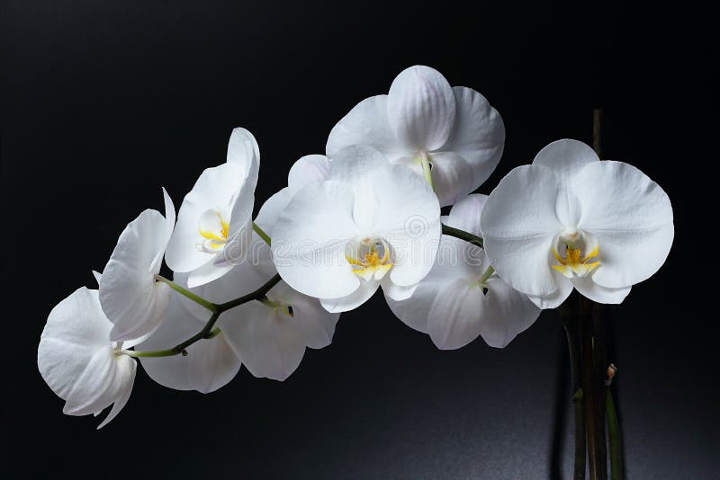 Orchidée de Phalaenopsis photo libre de droits Orchidée de Phalaenopsis photo libre de droits