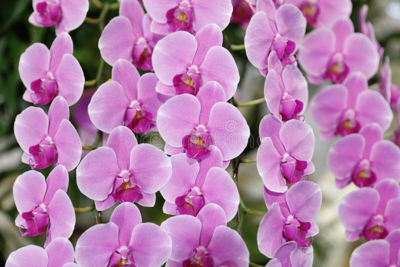 Orchidée de Phalaenopsis photos libres de droits Orchidée de Phalaenopsis photos libres de droits