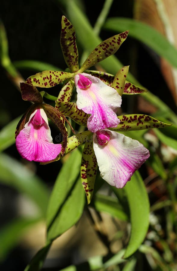Orchidée exotique de rose de brassocattleya images stock Orchidée exotique de rose de brassocattleya images stock
