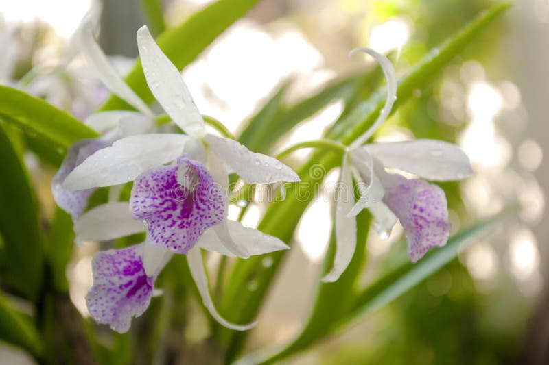 Orchidée gentille avec la gouttelette photos libres de droits Orchidée gentille avec la gouttelette photos libres de droits